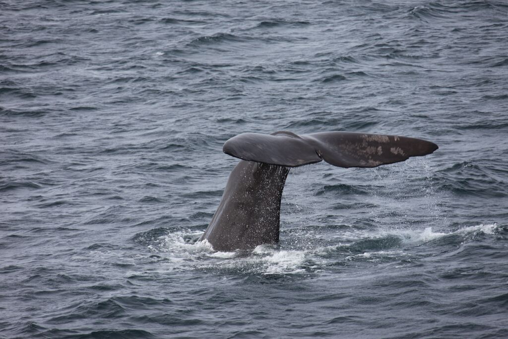 Avvistare balene oltre il Circolo Polare Artico