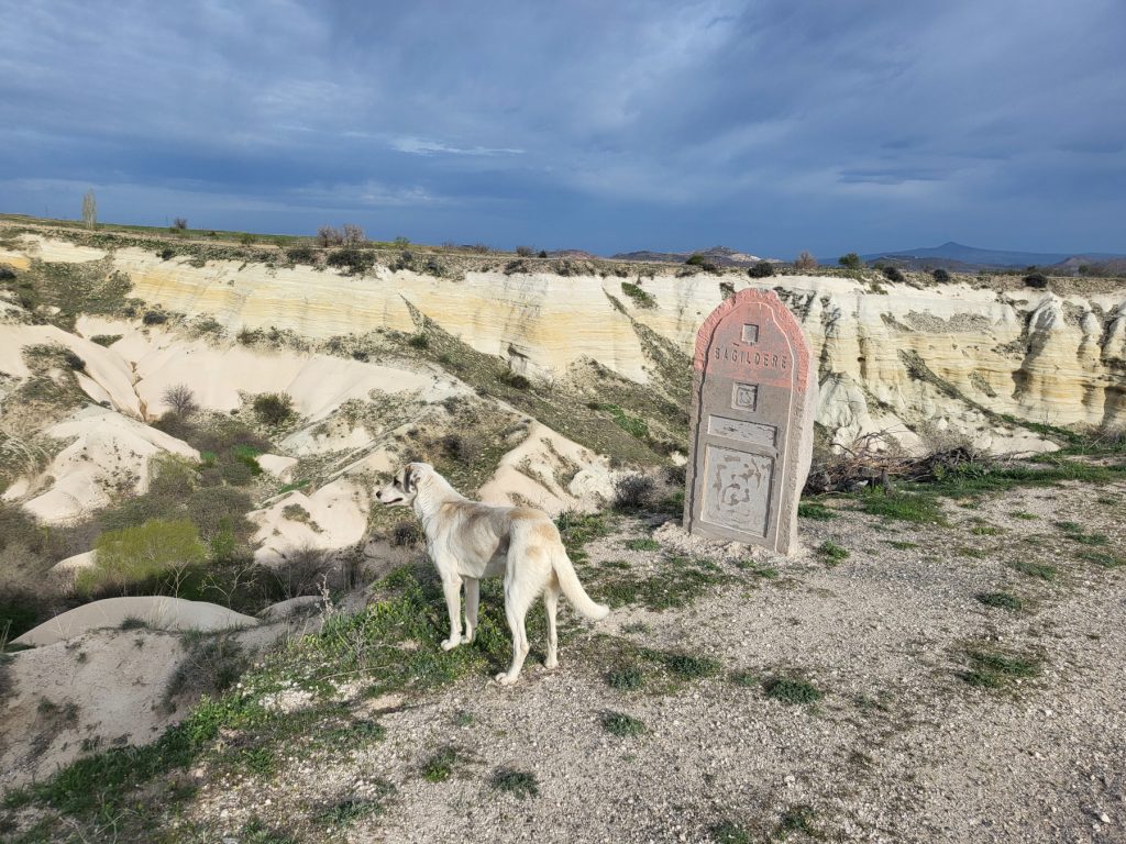 Cane di razza Kangal della Cappadocia