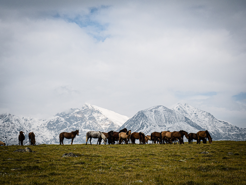 paesaggio con cavalli in Mongolia