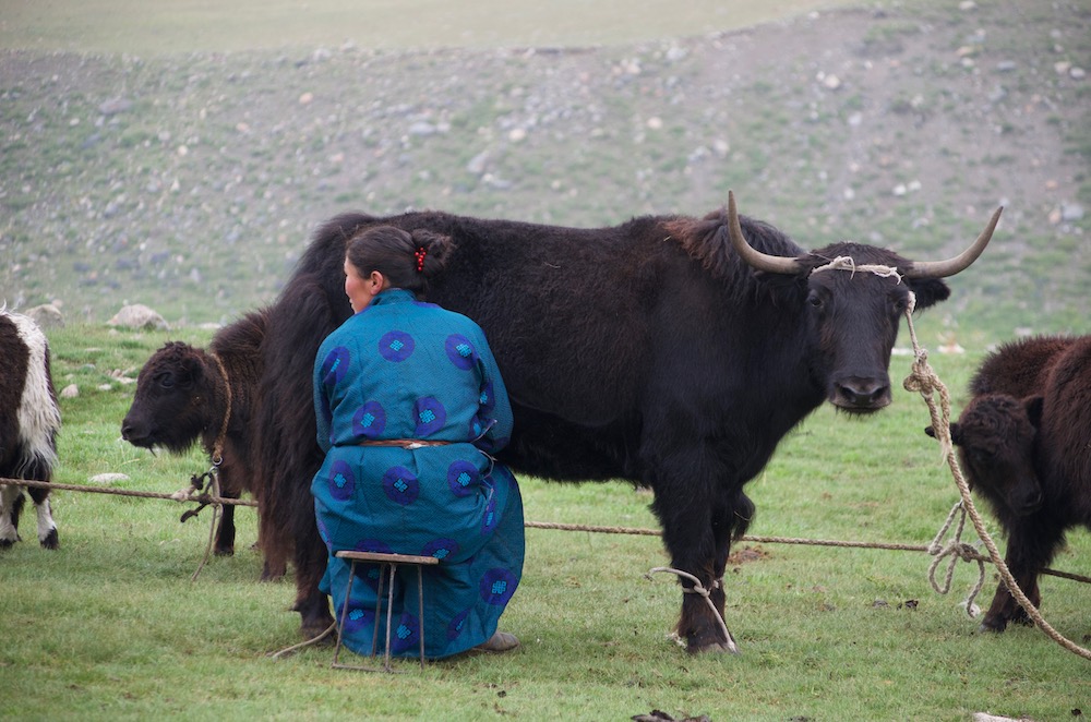Donna che munge in un villaggio sperduto Mongolia