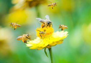 Il 20 maggio 2023 è la Giornata Mondiale delle api: gli eventi e le idee in Italia
