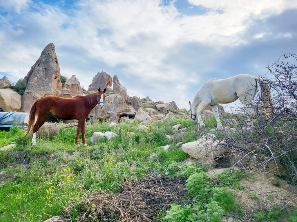 Cavalli della Cappadocia