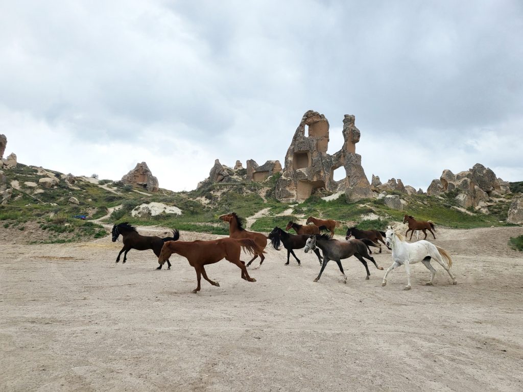 Cavalli al galoppo in Cappadocia