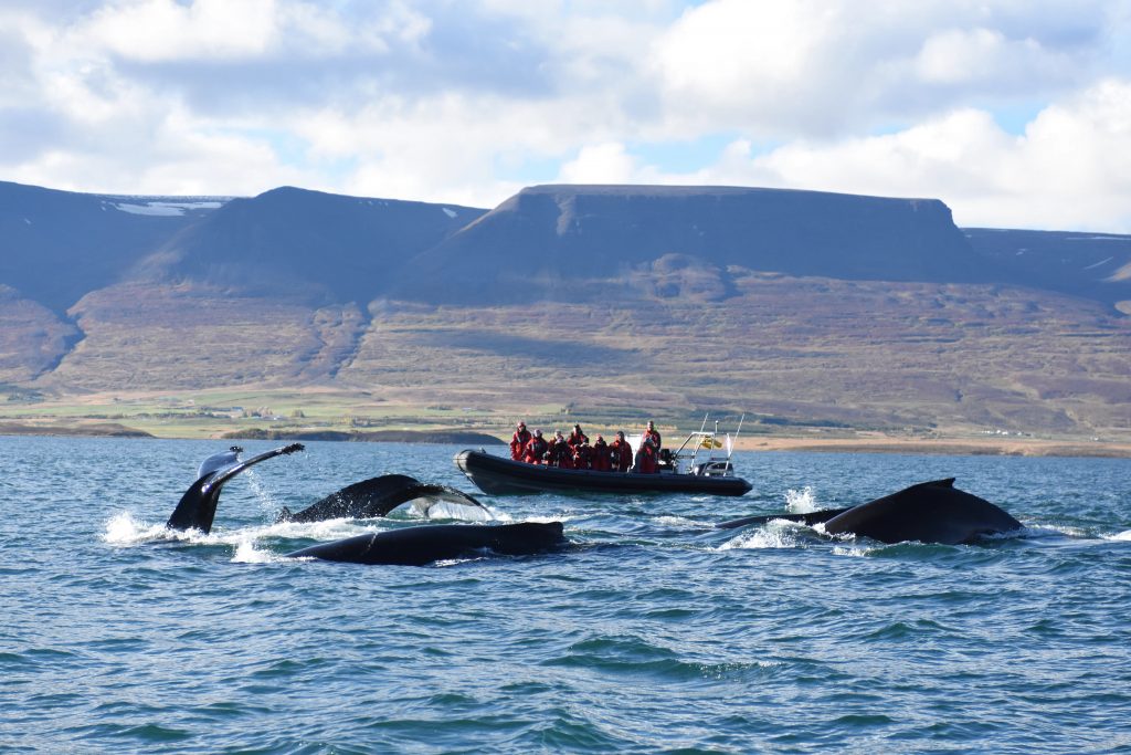 Whale watching Islanda