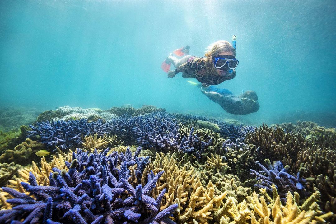 Grande Barriera Corallina, Queensland, Australia