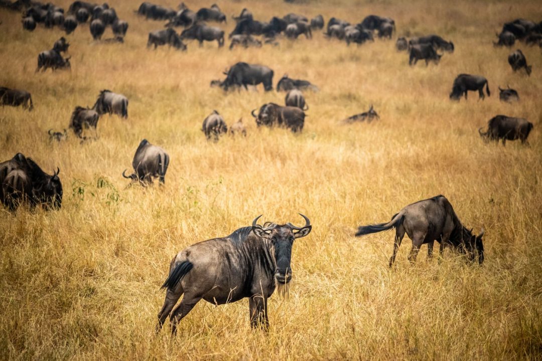 Parco Nazionale del Serengeti, Tanzania