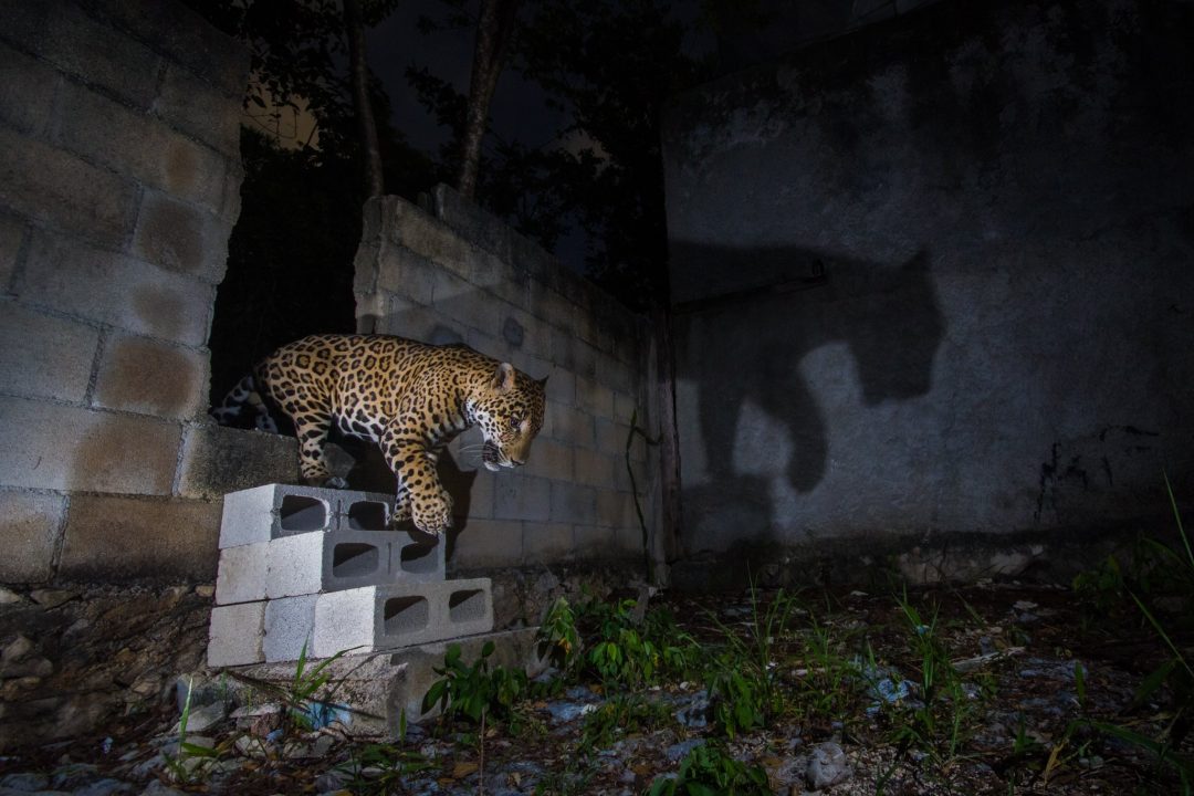 giaguaro di notte