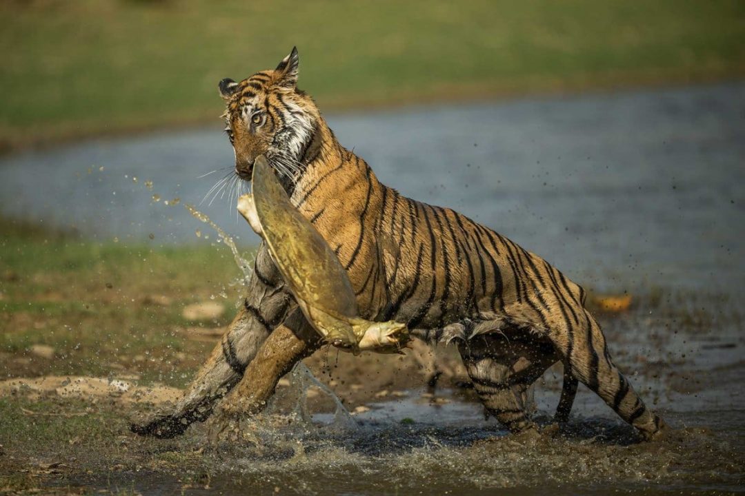 Tutta la straordinaria bellezza della fauna: ecco gli scatti premiati ai Nature Awards 2023