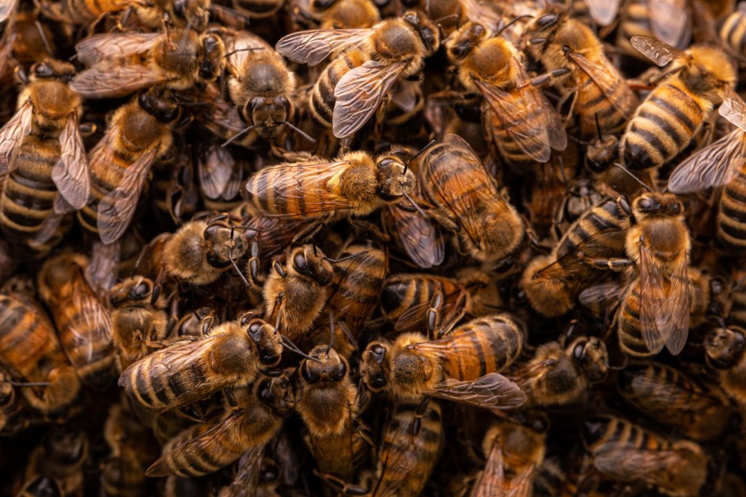 colonia di api