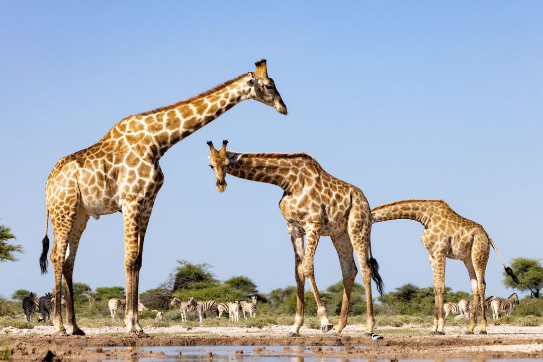 La schiera di giraffe