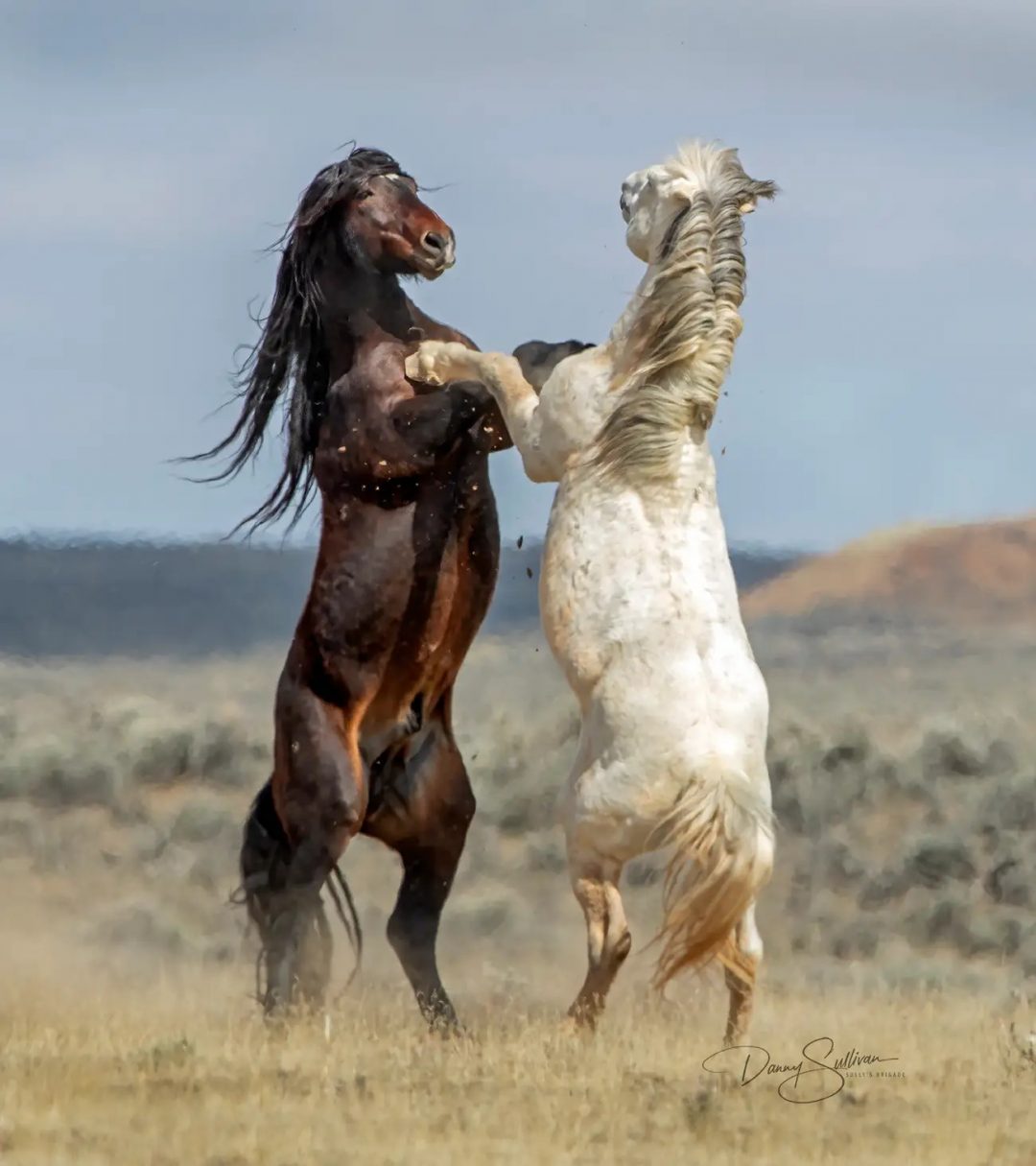 Cavalli danzanti
