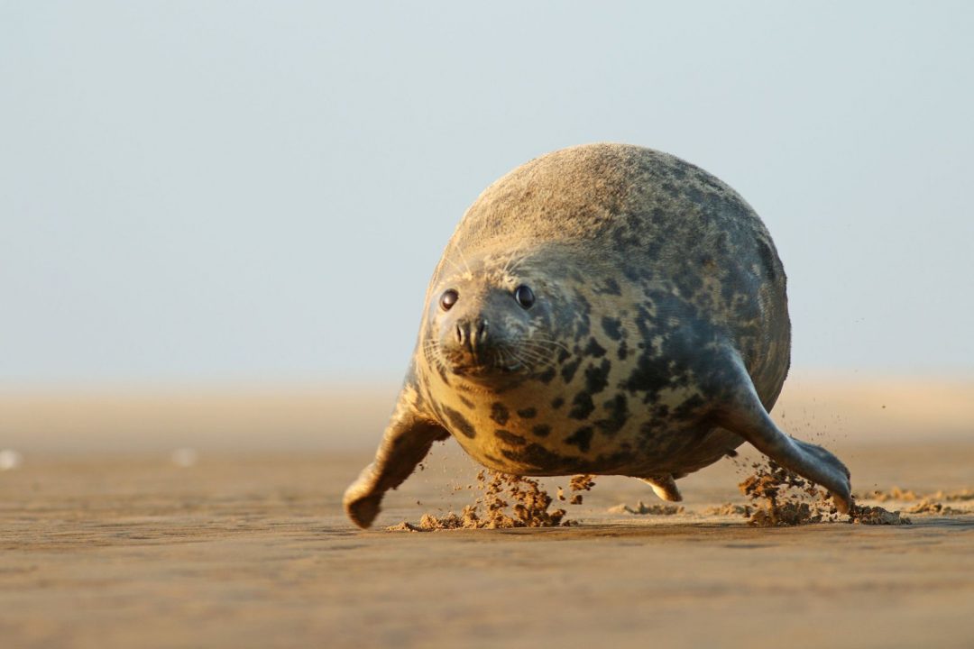 Una foca si libra in volo