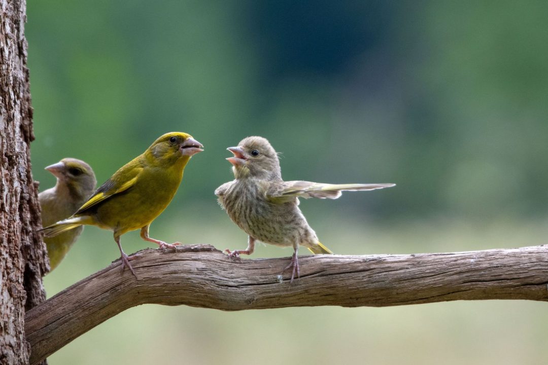 Le foto finaliste del Comedy Wildlife Photo Awards 2023