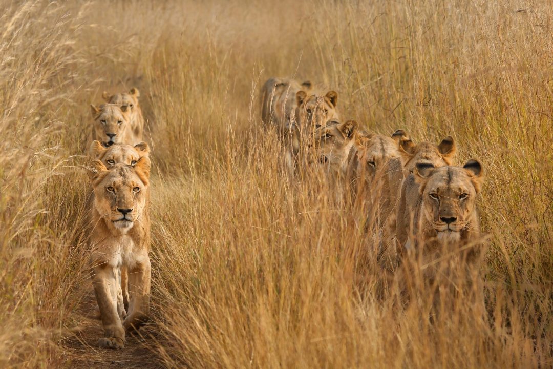 “Lions in Lines“