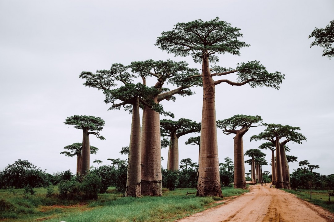 Foreste Secche di Andrefana, Madagascar