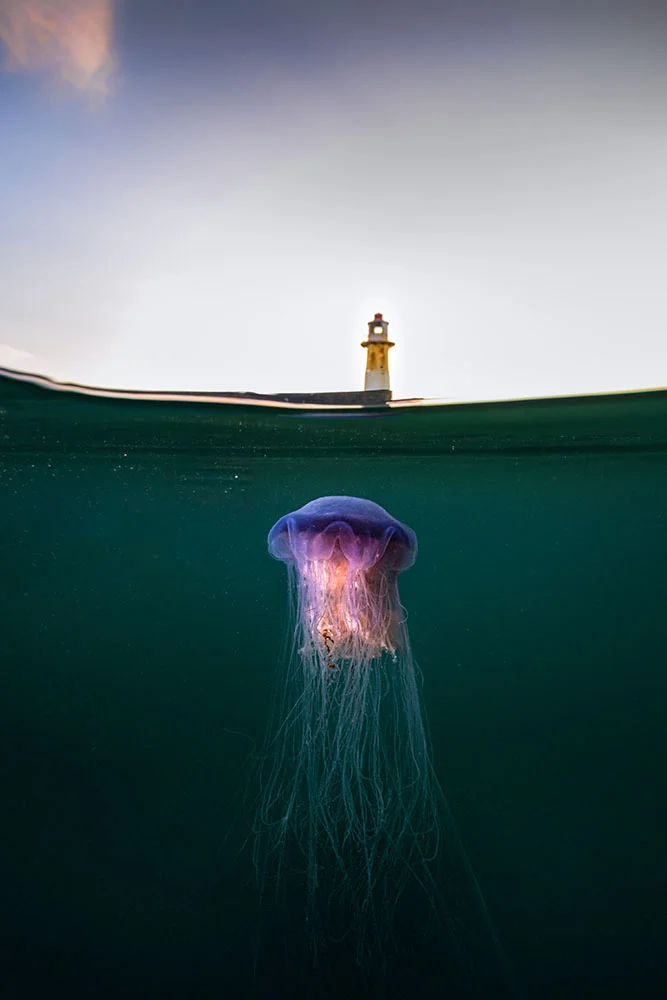 La medusa e il faro