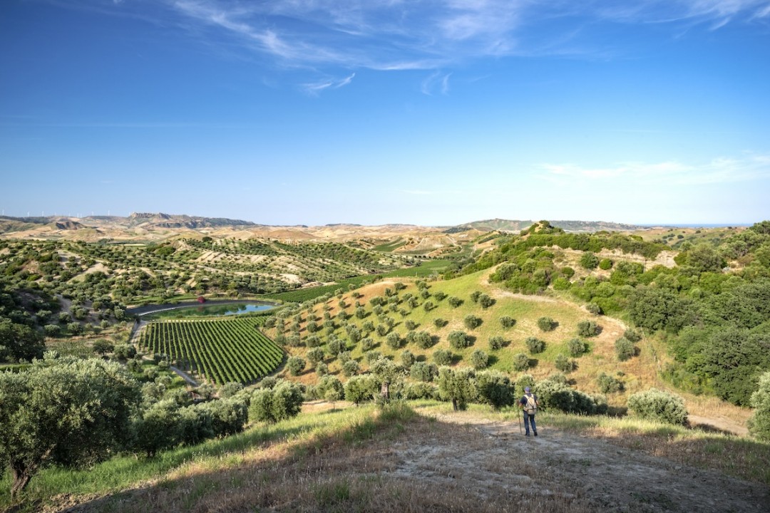 Librandi,  l’azienda vinicola di Cirò Marina che tramanda la storia antica dei vini calabresi