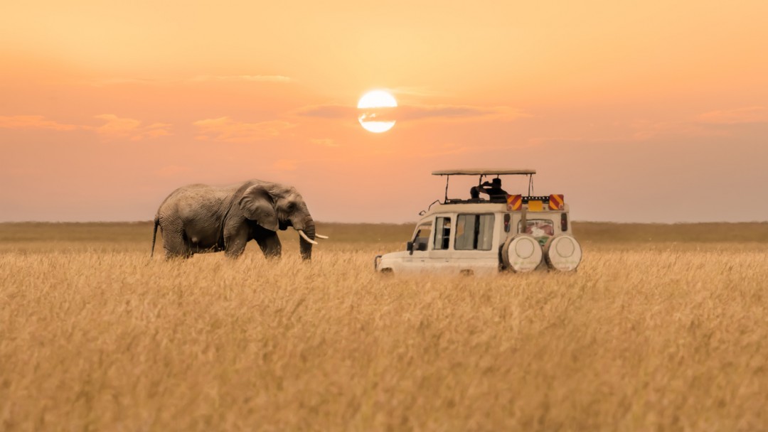 Il safari in Africa, il viaggio di una vita