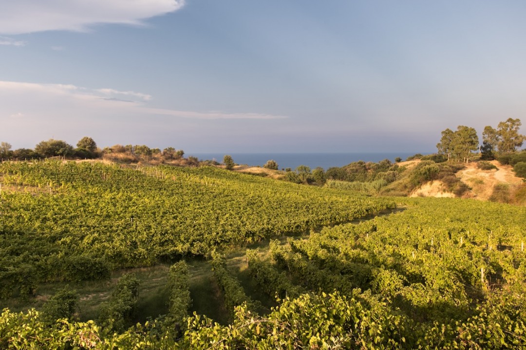 Librandi,  l’azienda vinicola di Cirò Marina che tramanda la storia antica dei vini calabresi