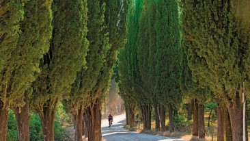 strada bianca filari di cipressi Castelnuovo Berardenga Toscana Chianti Classico
