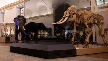 Museo Regionale di Scienze Naturali di Torino
