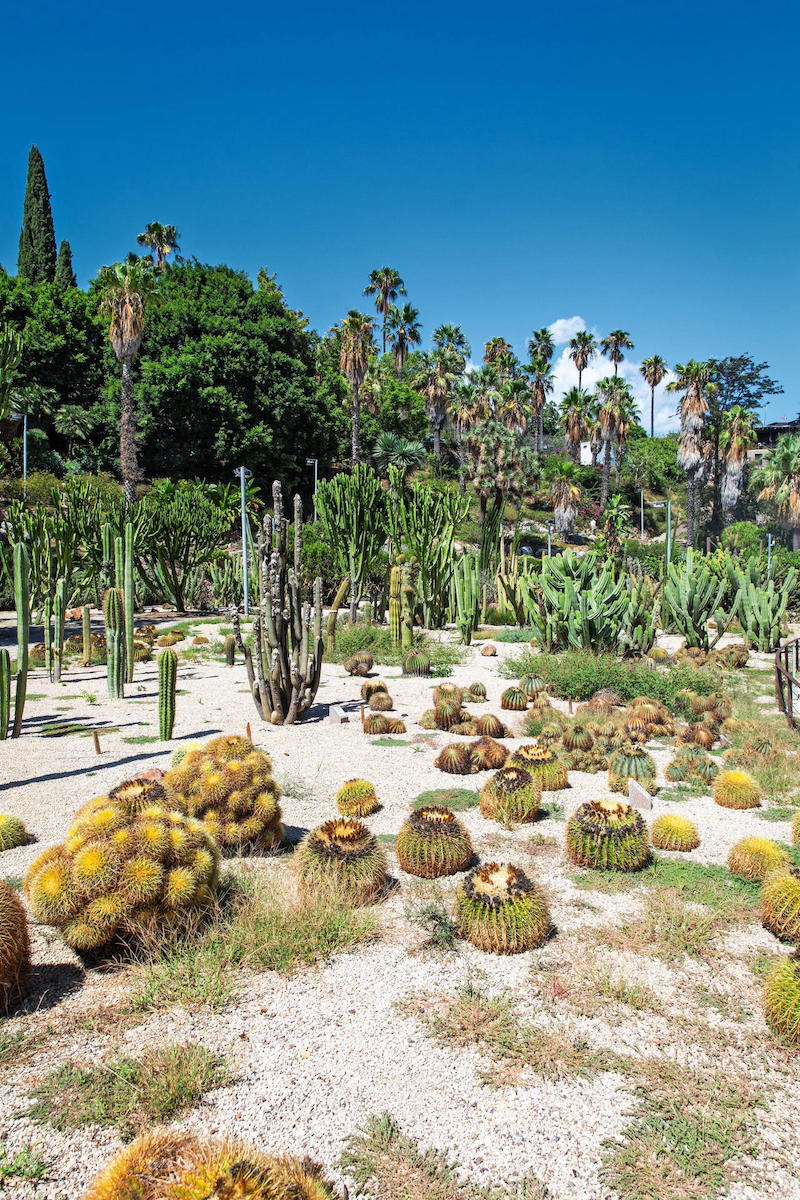 cactus nei Jardins de Mossèn Costa i Llobera Barcellona