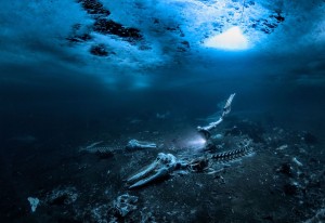 Bellezza in fondo al mare: le foto vincitrici del concorso Underwater Photographer of the Year 2024