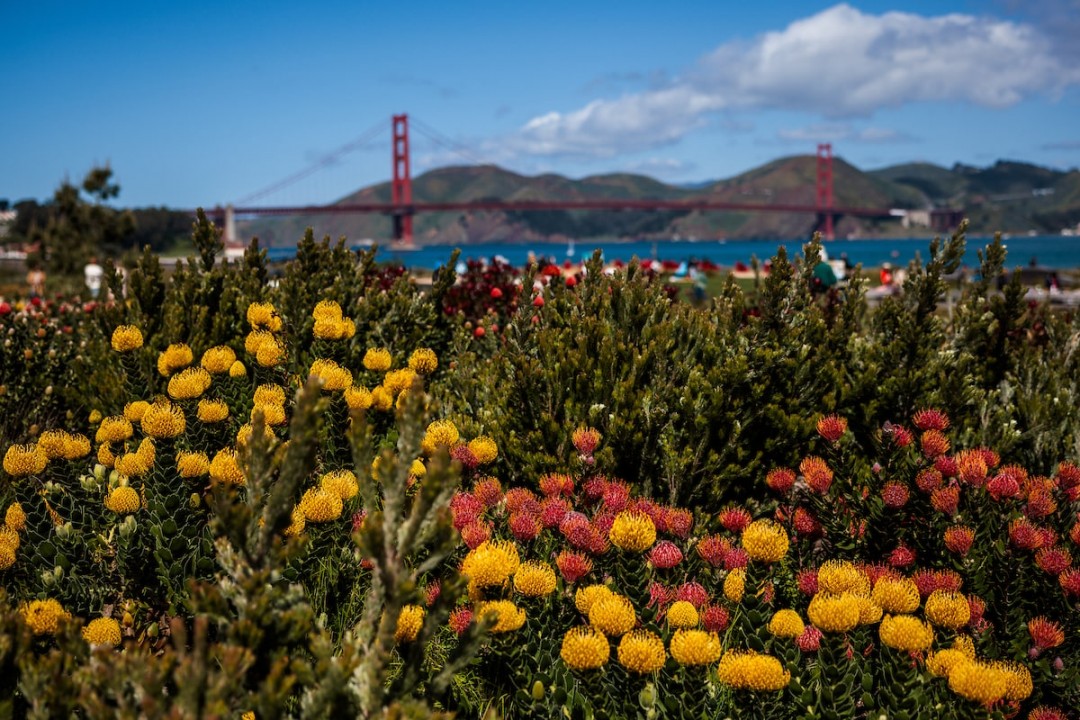 La nuova area riforestata attorno al Golden Gate Bridge