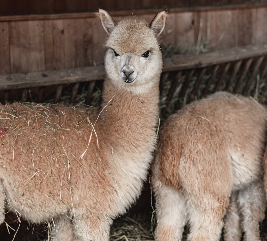 Alpacas are raised on the Sonnwwies Hotel's organic farm