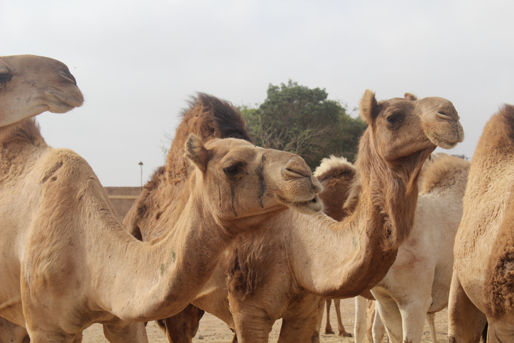 Cammelli e Dromedari al Mercato di Shalatin in Egitto