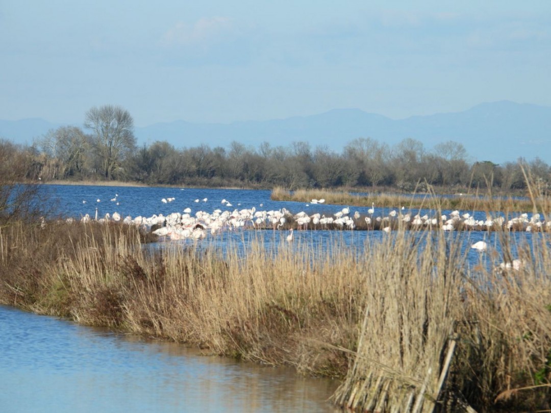 Birdwatching e fenicotteri rosa a Val Grande (Bibione)