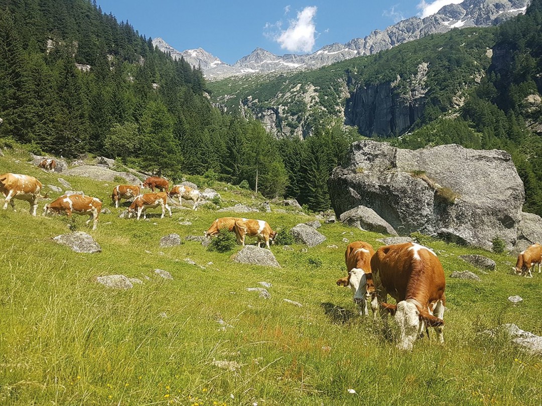 CamminaForeste, Lombardia