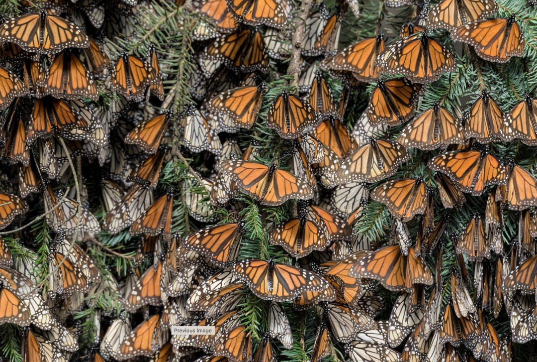 La Riserva delle farfalle monarca