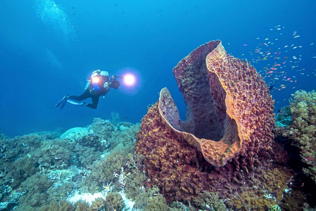 Fondali arcipelago Tubbataha Mare di Sulu Filippine © Getty Images