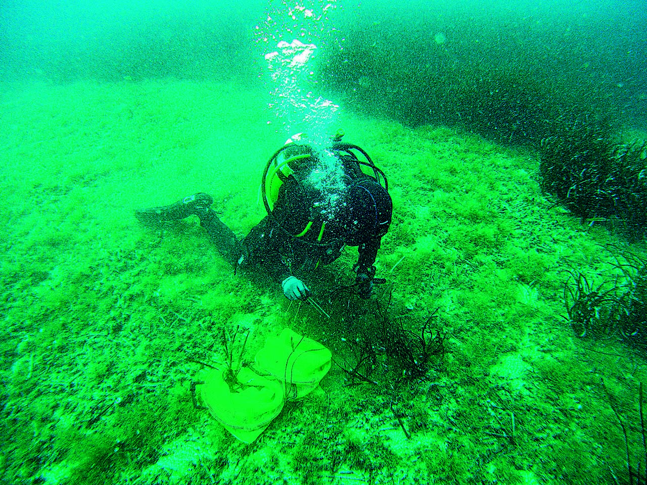 sub tra praterie di posidonia oceanica nei fondali area marina protetta di Capo Carbonara