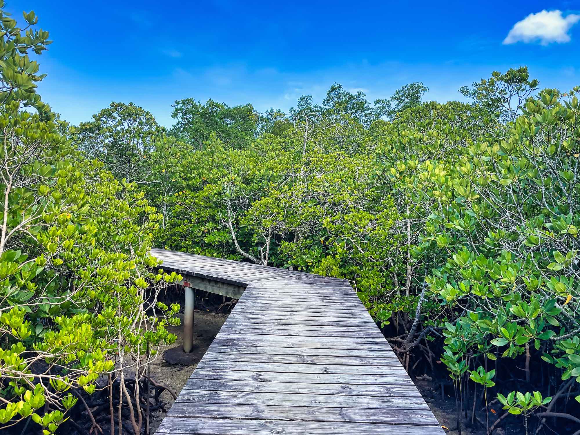 Foresta di Mangrovie a Port Launay