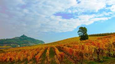 Barbera d'Asti Wine Festival vigneti del Monferrato