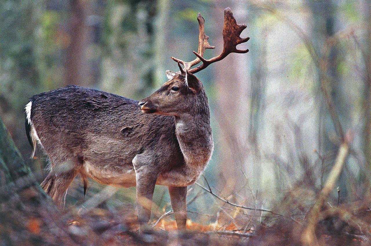 deer Forests of Casentino Monte Falterona and Campigna