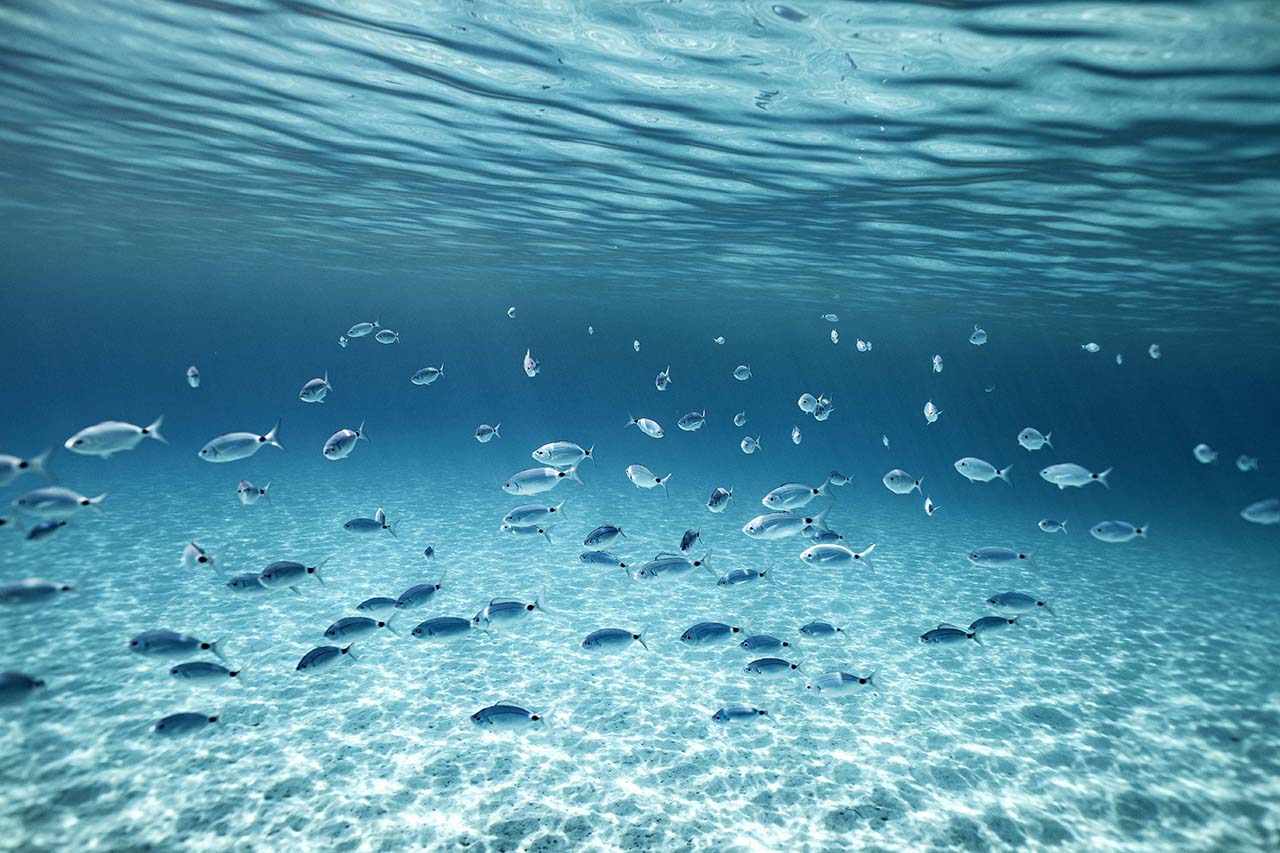 fondale con pesci e posidonia a VIllasimius Sardegna © Ettore Cavalli