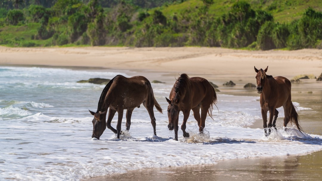 Per gli amanti degli animali: Nihiwatu, Indonesia