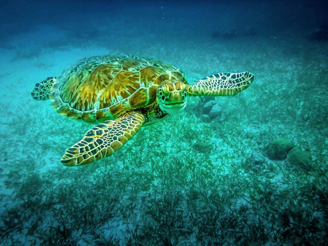 Belize tartaruga marina