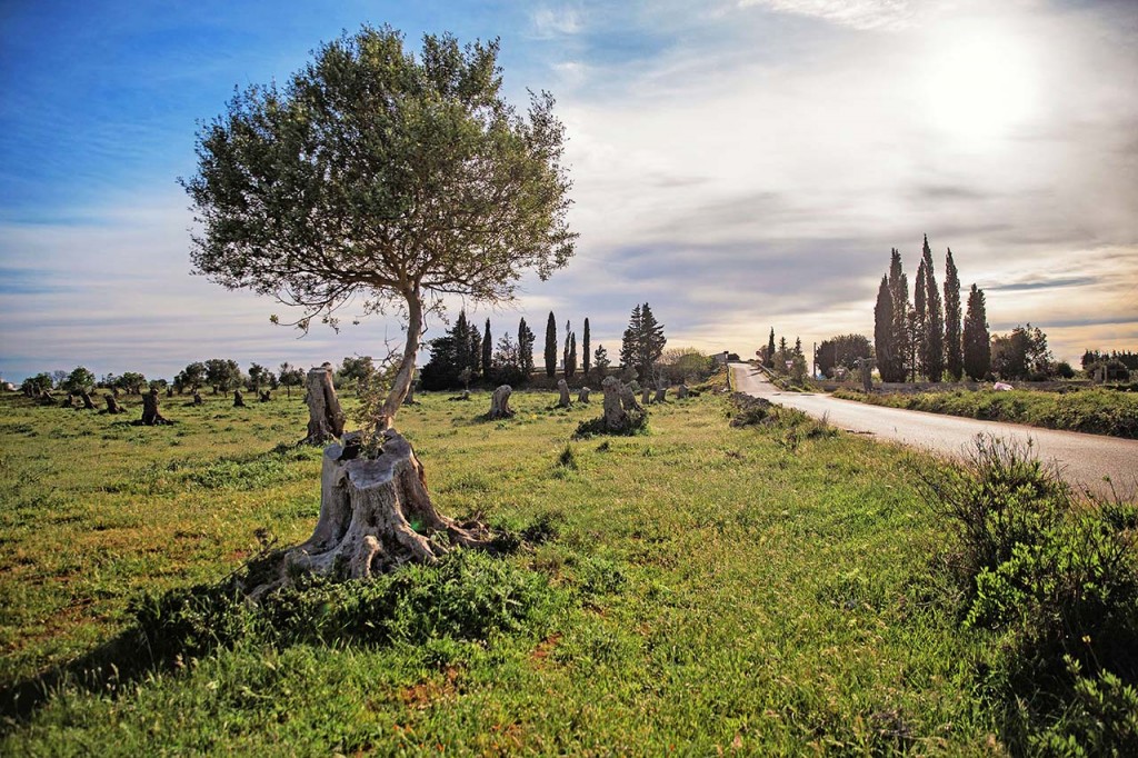 oliveti xylella