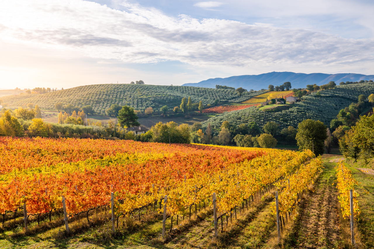 Vigneti nei pressi di Montefalco