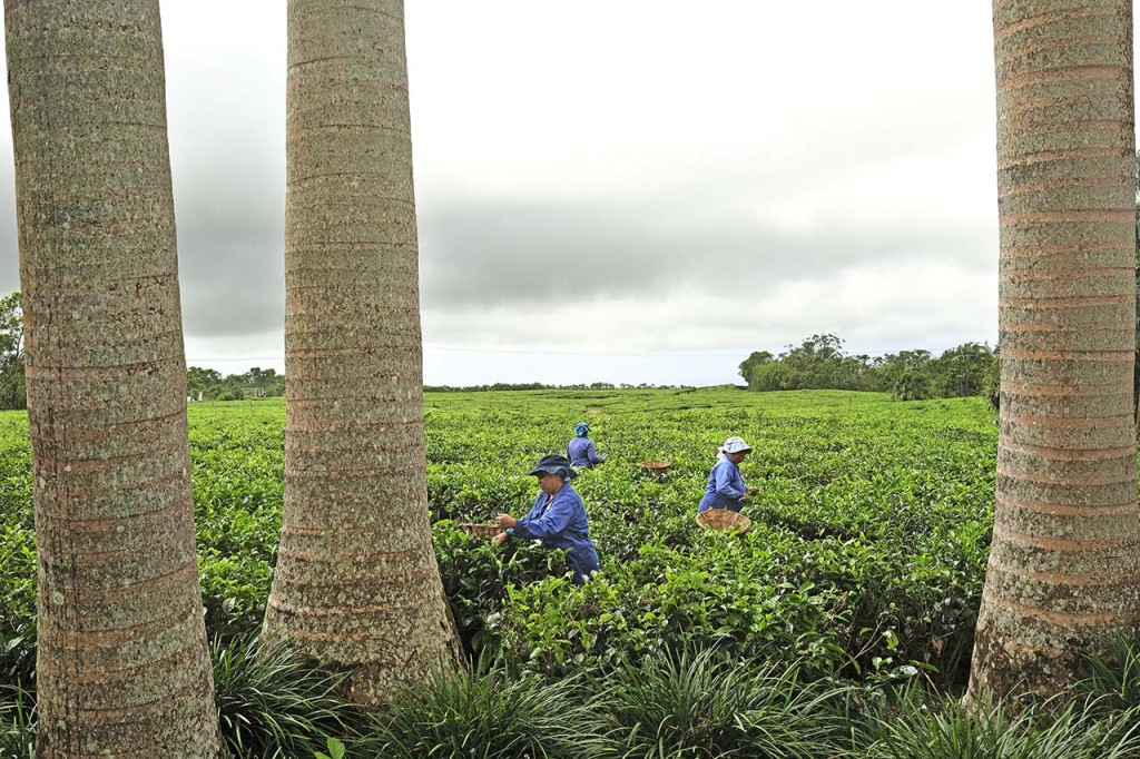 Raccolta tè Mauritius tradizioni e cultura 